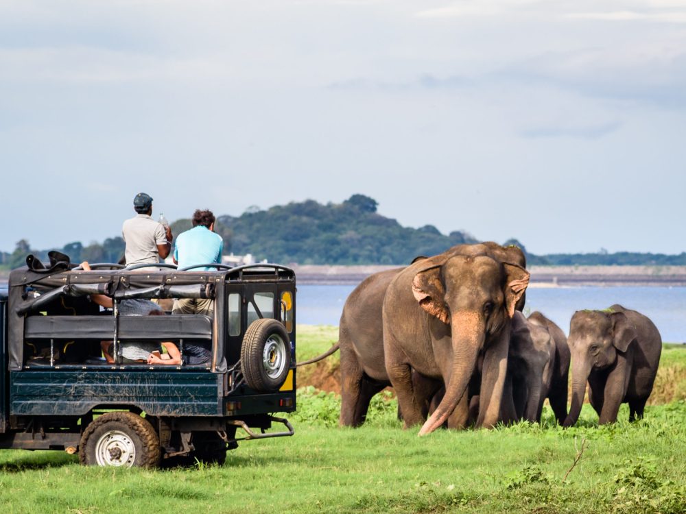 Minneriya-National-Park-scaled